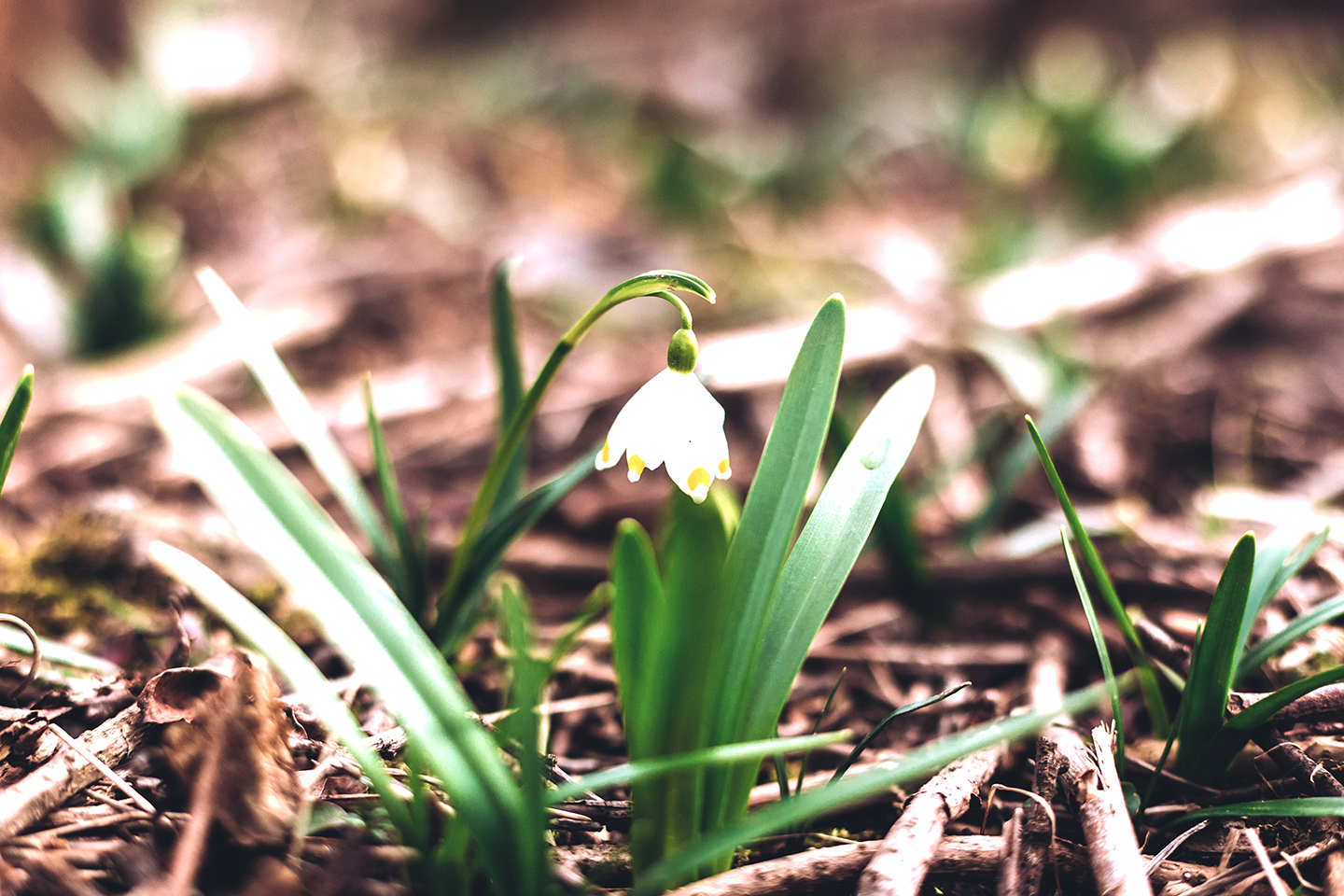 Close up of a snowdrop plant growing in a woodland